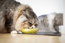 猫の餌の選び方