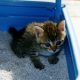 猫を飼う時に必要な準備はコレ！