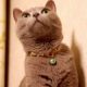 飼い猫に首輪は必要？鈴をつけるのはなぜ？