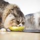 猫の餌の種類と正しい選び方は？おすすめはコレ！