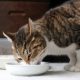 猫の餌の量や回数はどの位がいいの？時間帯や間隔は？